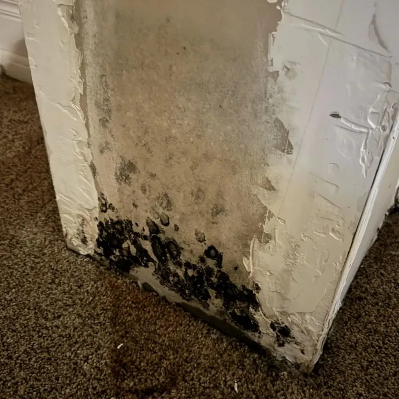 Professional Mold Removal in Sardis, MS
